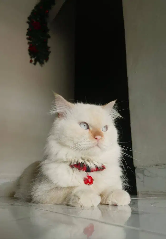 URGENT OPEN ADOPSI 2 KUCING JANTAN | HIMALAYA & MUNCHKIN + PAKET LENGK