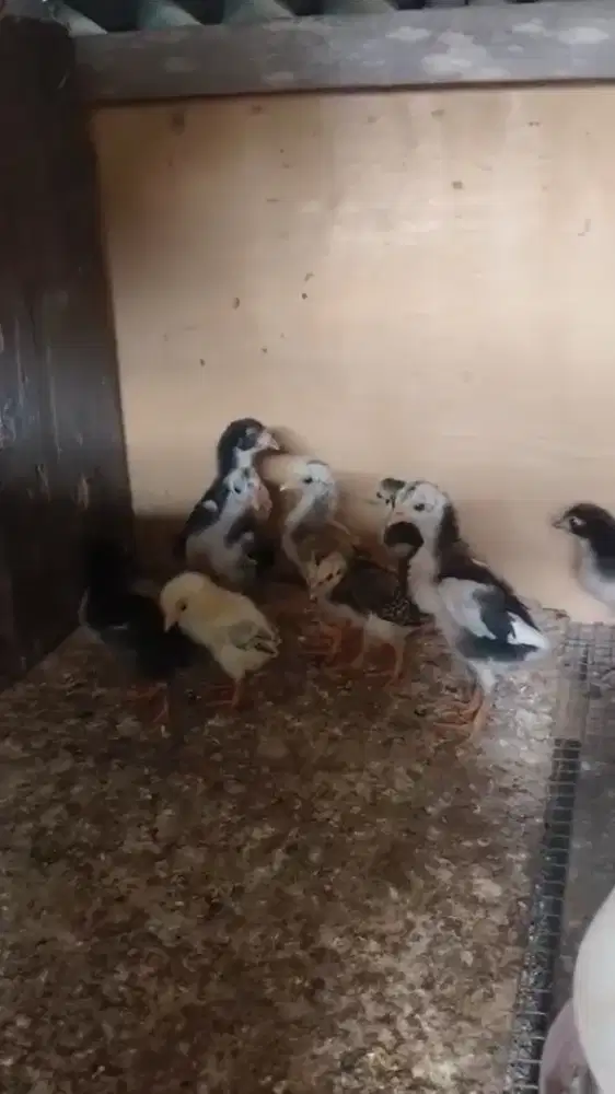 Anak ayam bangkok+pakhoy umur 2minggu
