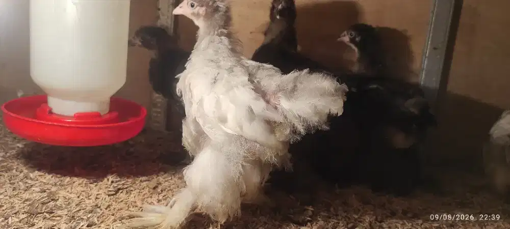 Jual ayam Brahma
