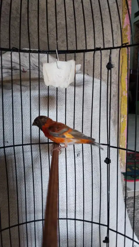 Redsiskin dilute