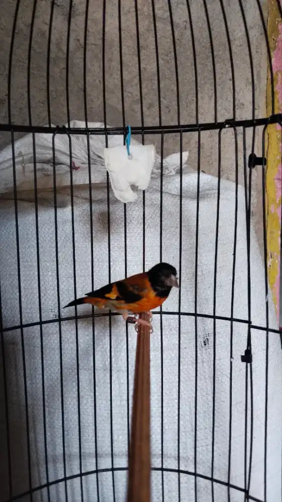 Redsiskin classic