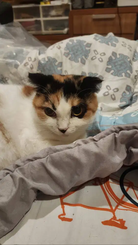 Scottish Fold Betina