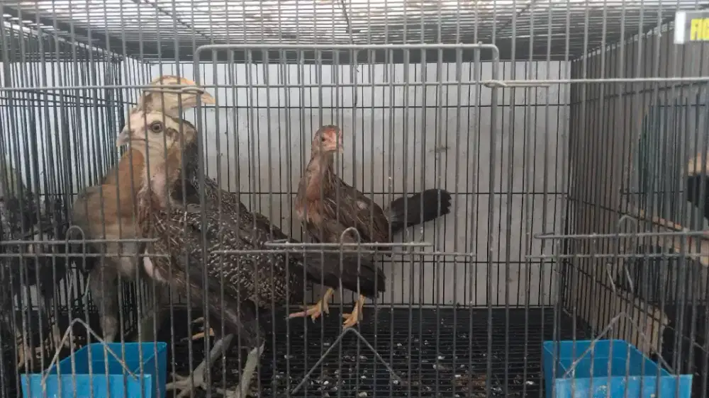 Anakan ayam kampung