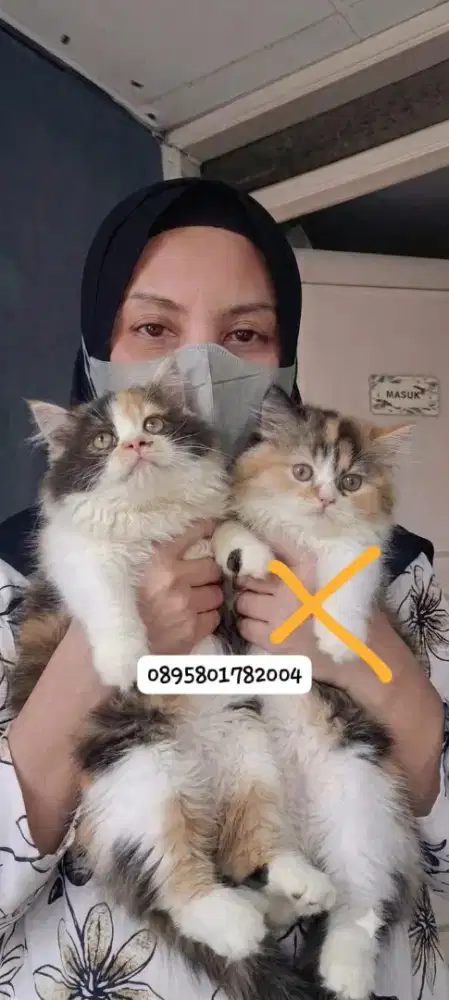 Kucing persia betina/kucing persia flatnose/kitten persia  betina
