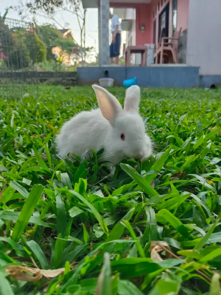 Kelinci hias dan marmut