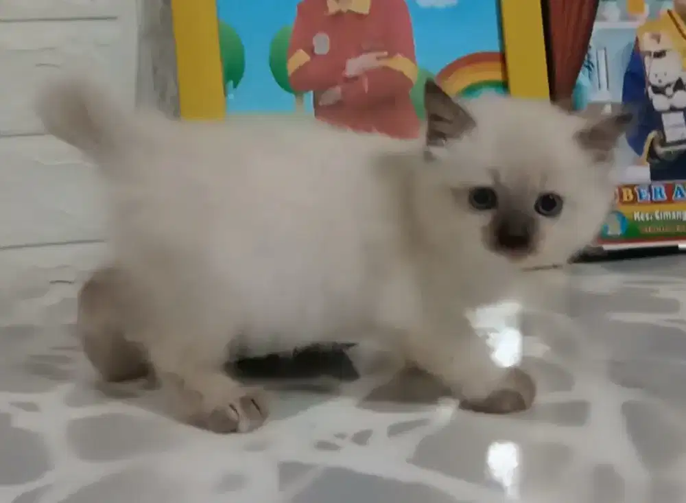HIMALAYA BOBTAIL MATA BIRU