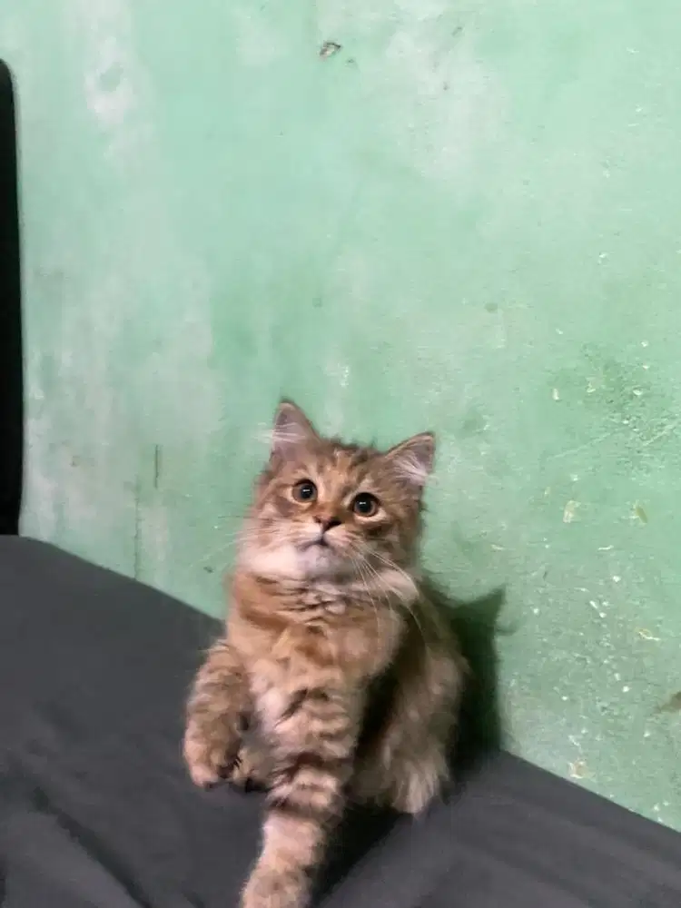 Kucing persia longhair