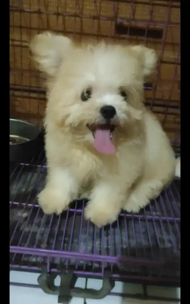 Anak anjing Pompoo