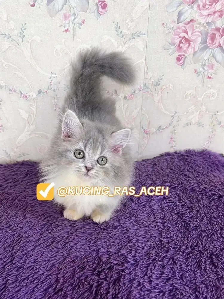 KUCING MUNCHKIN