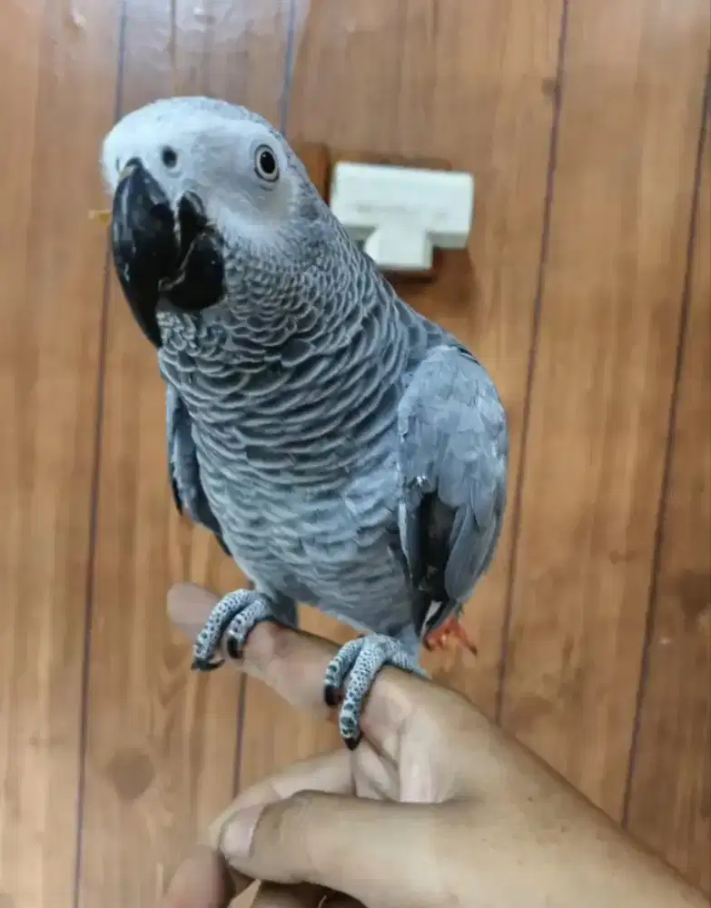 AFRICAN GREY DEWASA