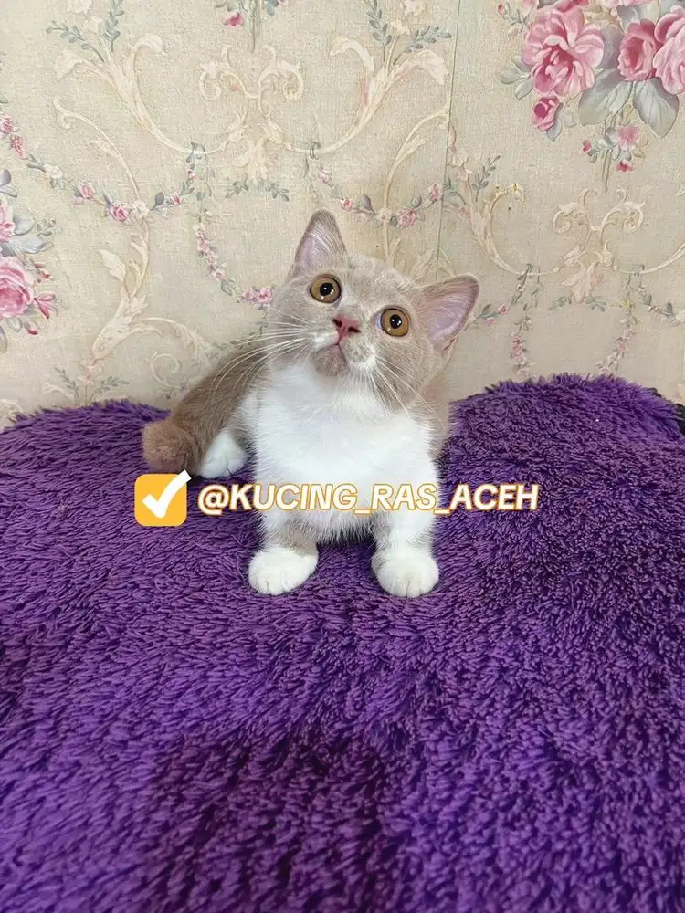 BSH MUNCHKIN BICOLOUR