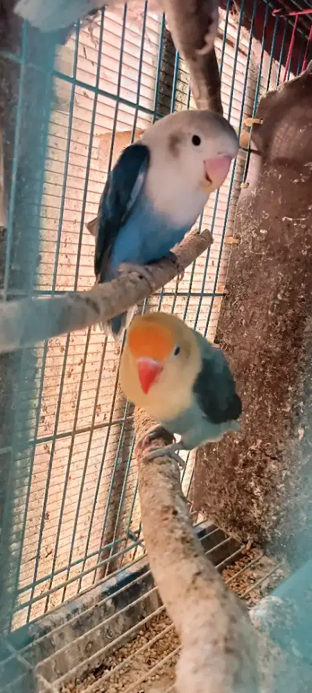 Lb NK orange face