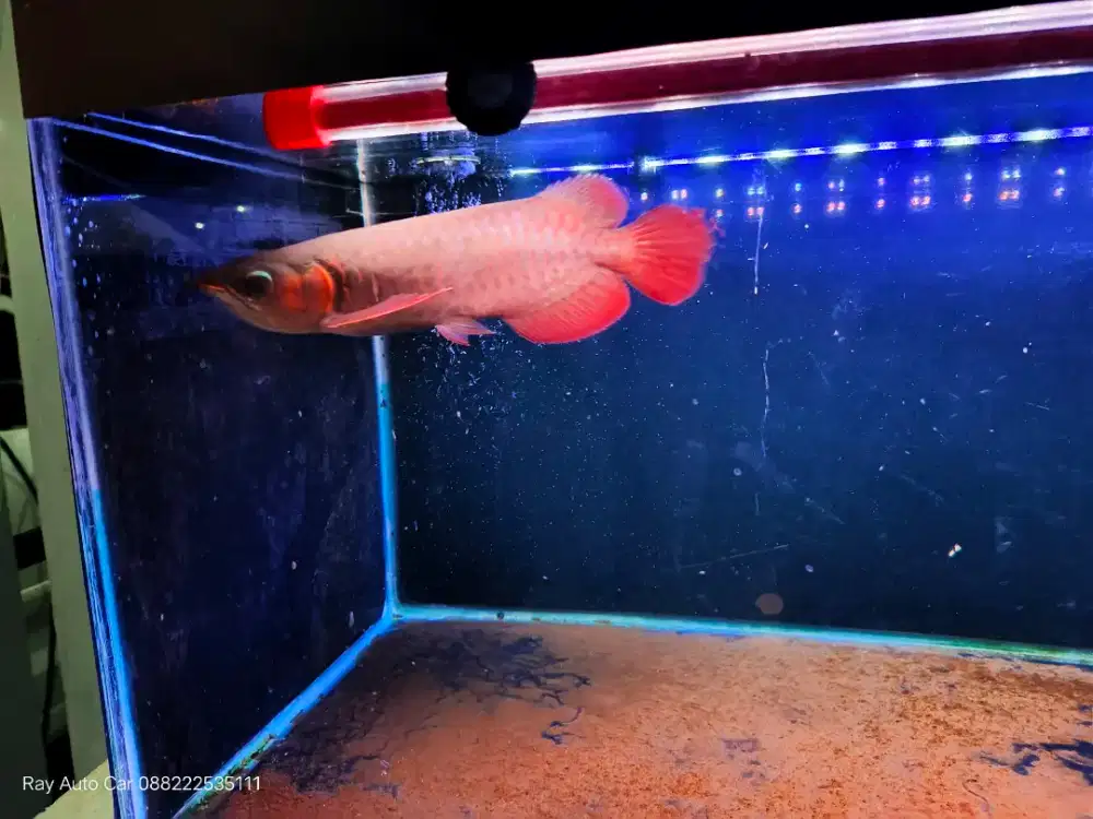 Arwana SR dan Aquarium Fulset