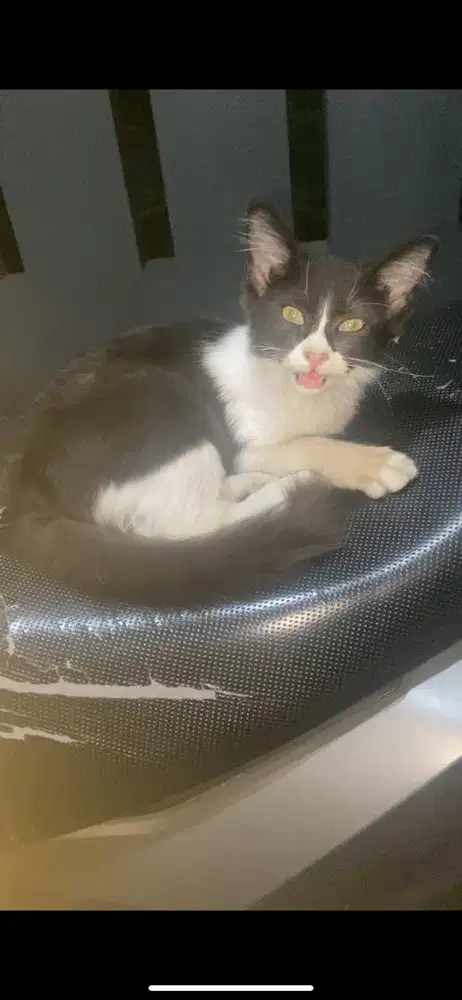 Kitten mixdome betina