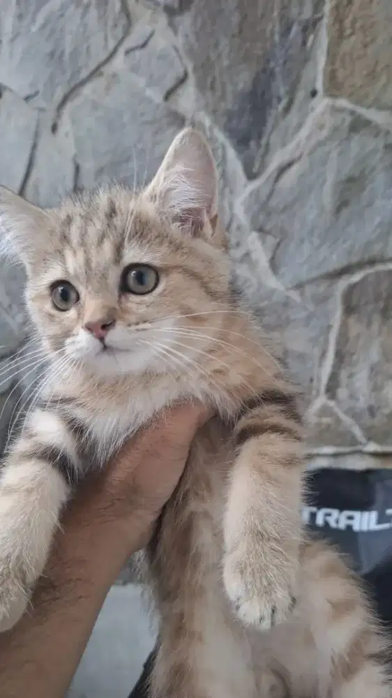 Kucing bsh golden marble pure