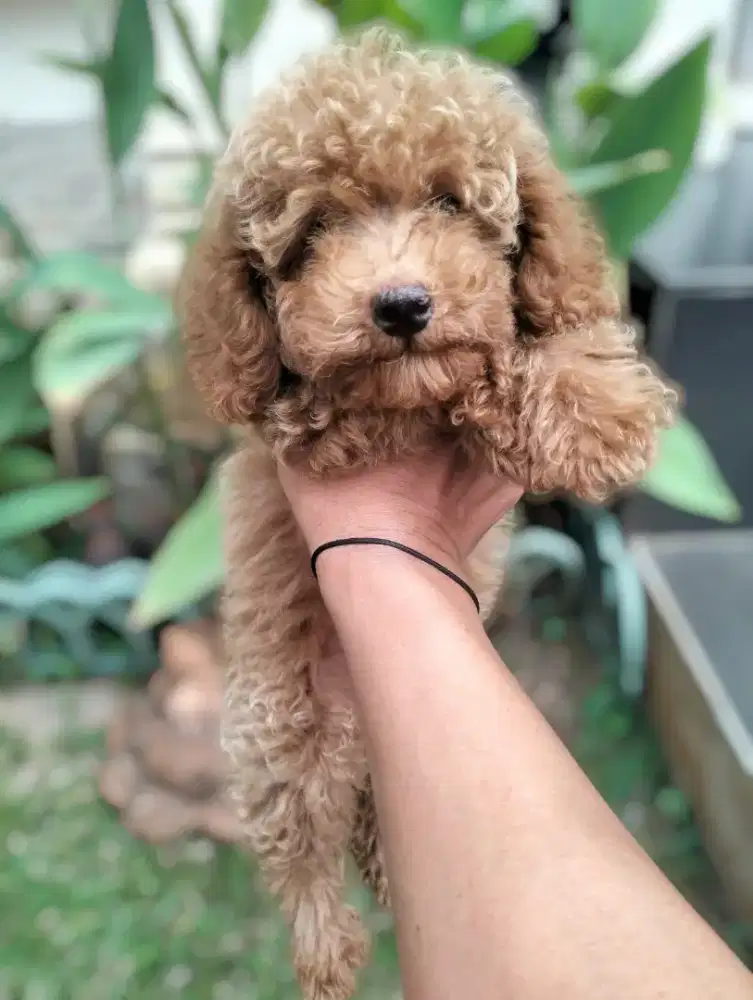 Puppy Red poodle jantan
