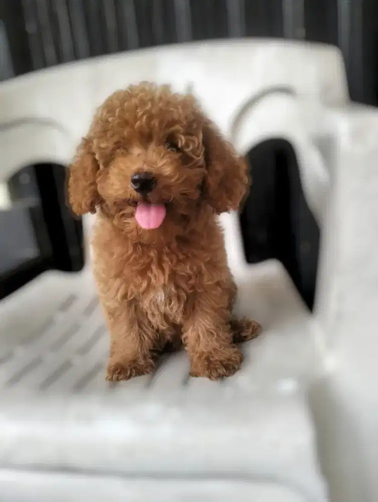 Puppy Red poodle cakep bgt