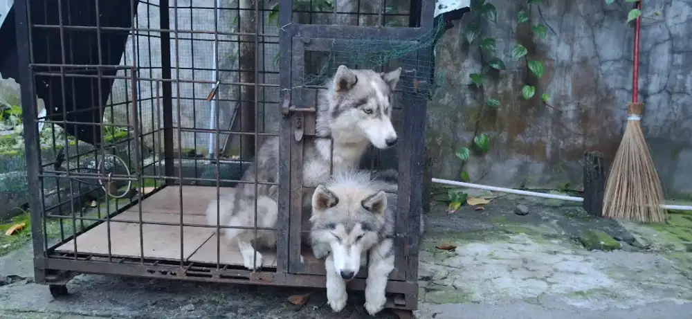 Anjing Husky (Jantan)
