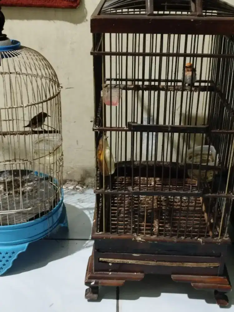 Burung Kemade Cabe Cabean