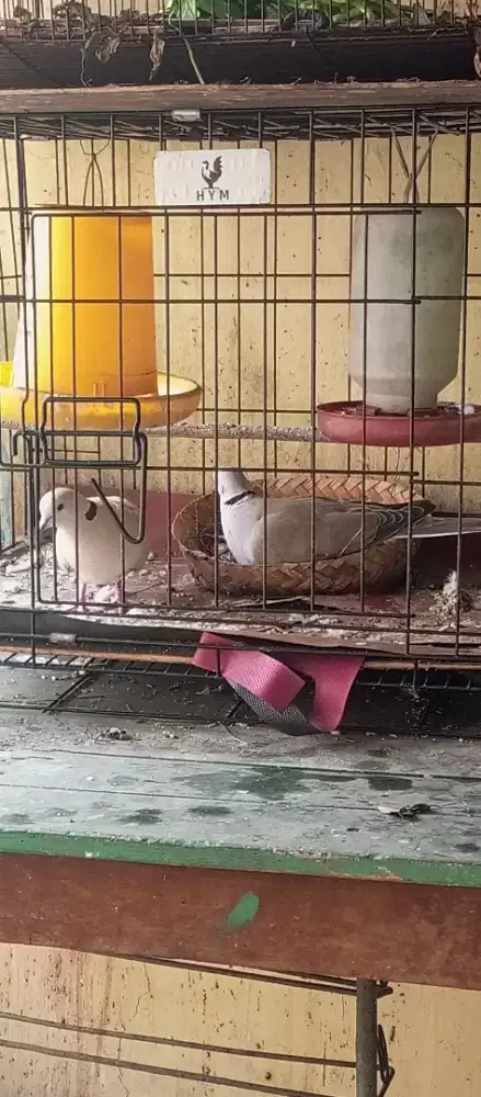 Assalamualaikum wr Di jual burung puter sepasang