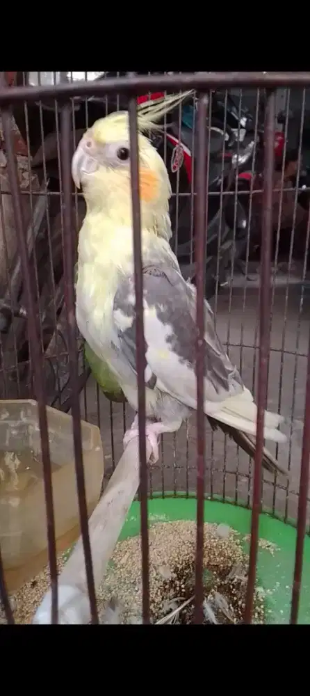 Falk jinak rajin bunyi