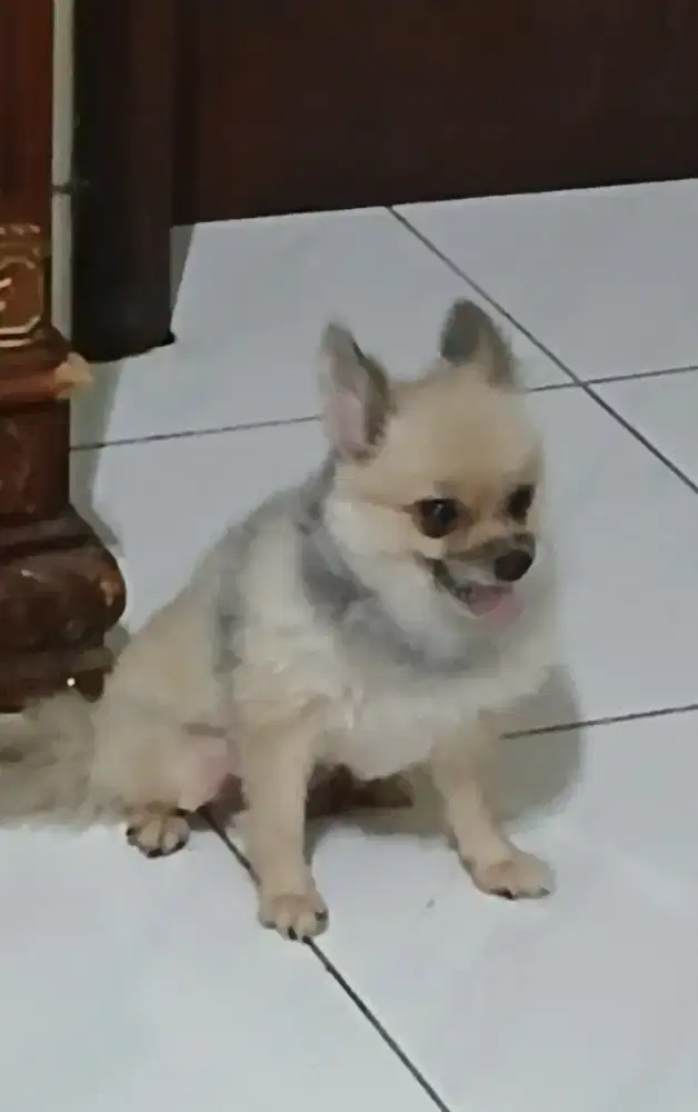 Minipom super non Stb.
