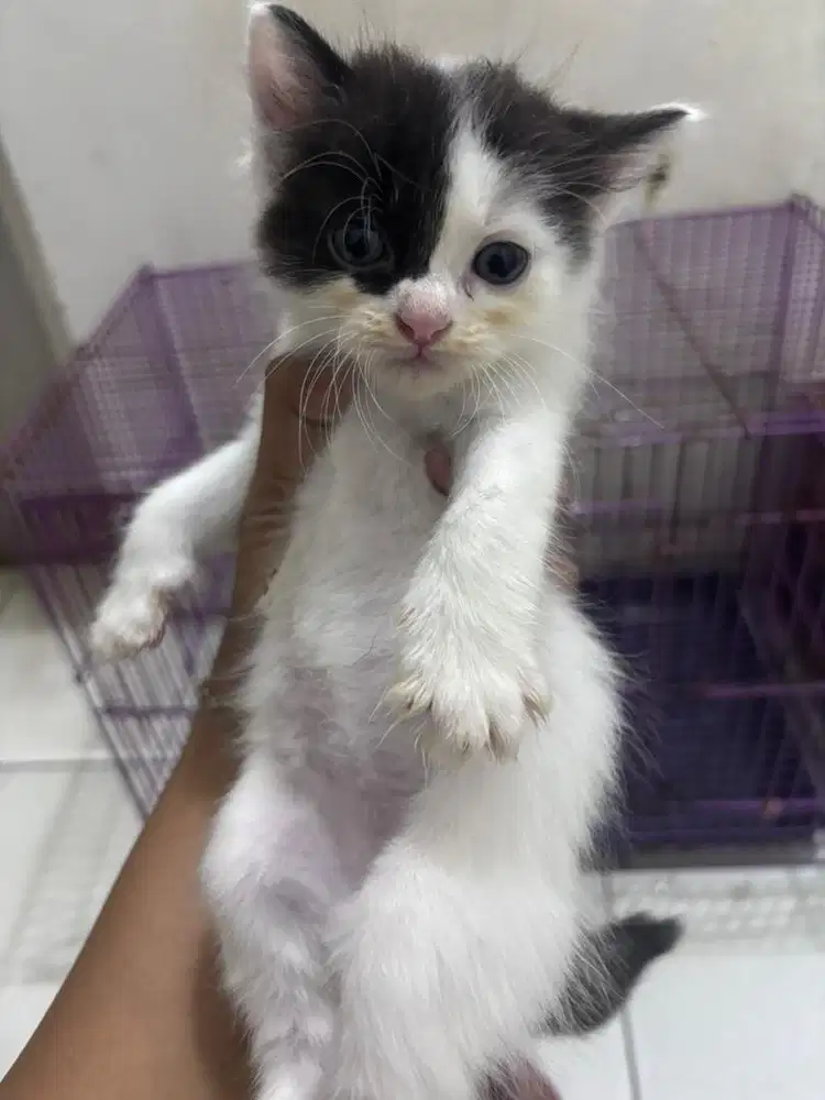 Kucing anakan 1bulan borongan aja