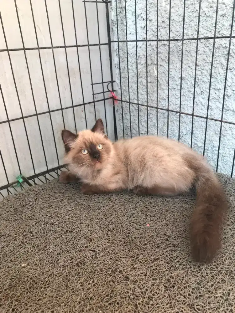 ANAK KUCING RAGDOLL KITTEN BETINA MINK POINT CHOCO