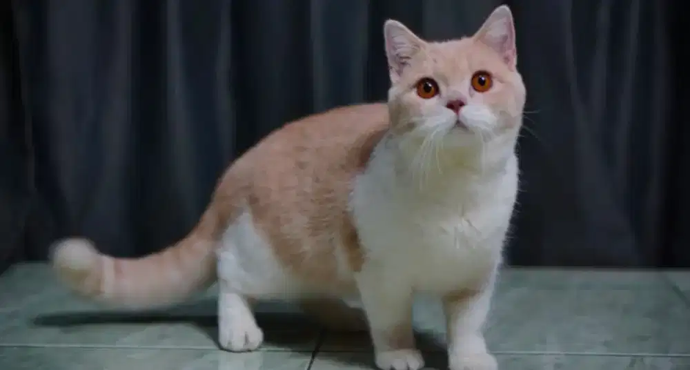 KUCING BRITISH SHORTHAIR BSH BICO CREAM JANTAN