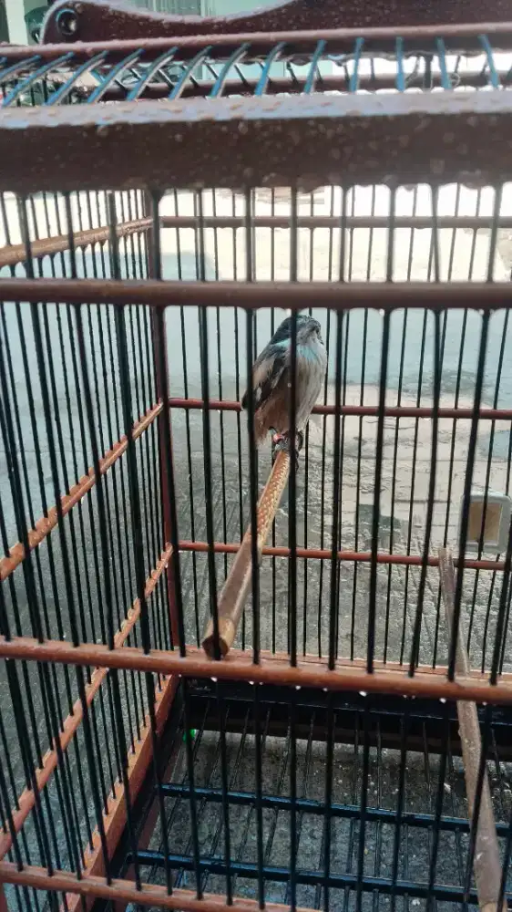 Pentet Jantan,, umur 7 bulan, Kandang Ebod No 3