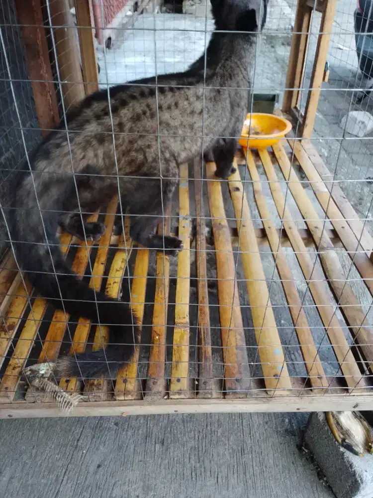 Musang pandan  di jual lagi Bu rawatan