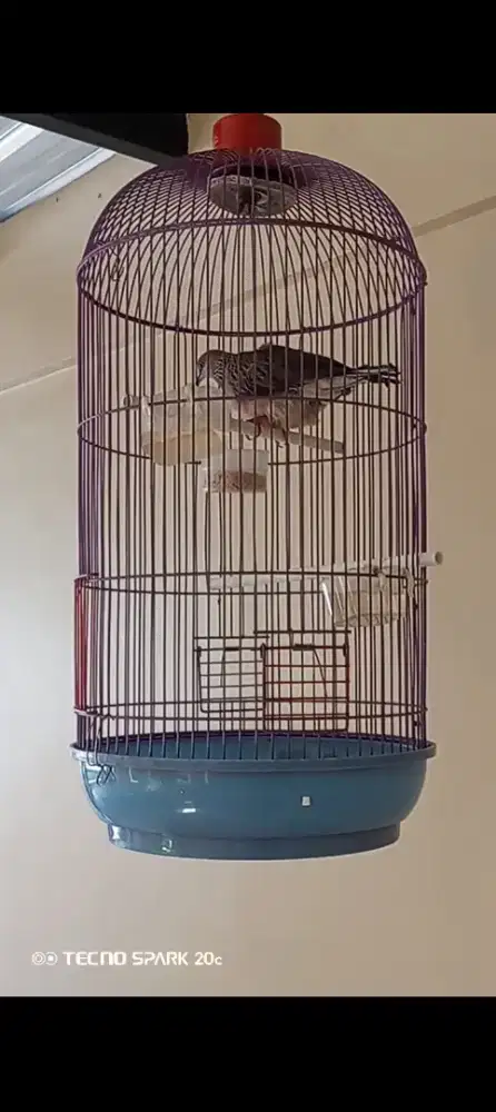 Burung tekukur rajin bunyi