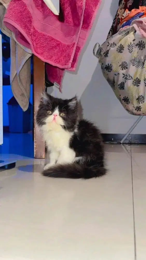 Kitten peaknose