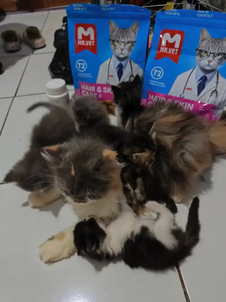 Kucing Persia Ibu dan 5 Anak Imut Lucu Sehat