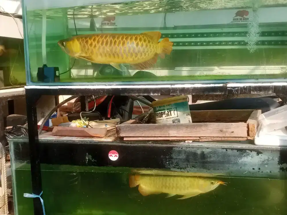 Arwana super red jumbo