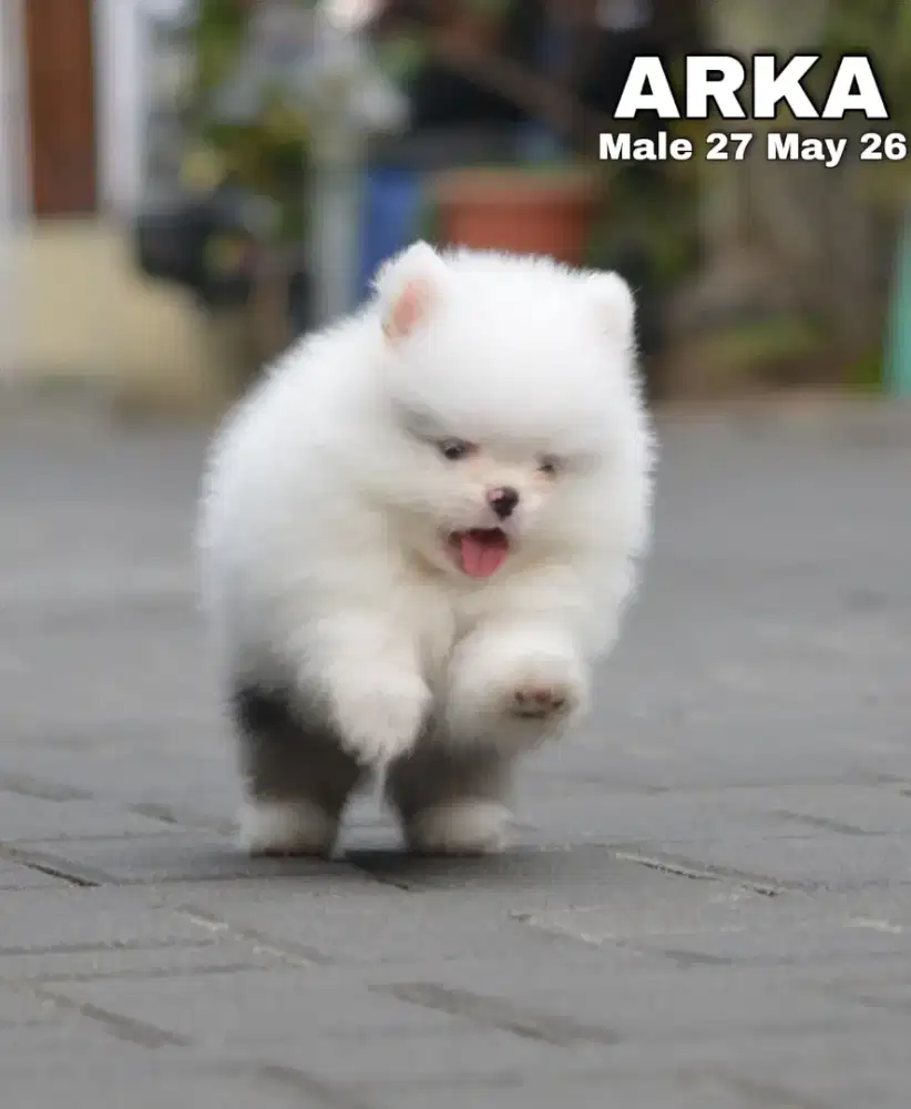 Minipom party blue merle jantan •ARKA•