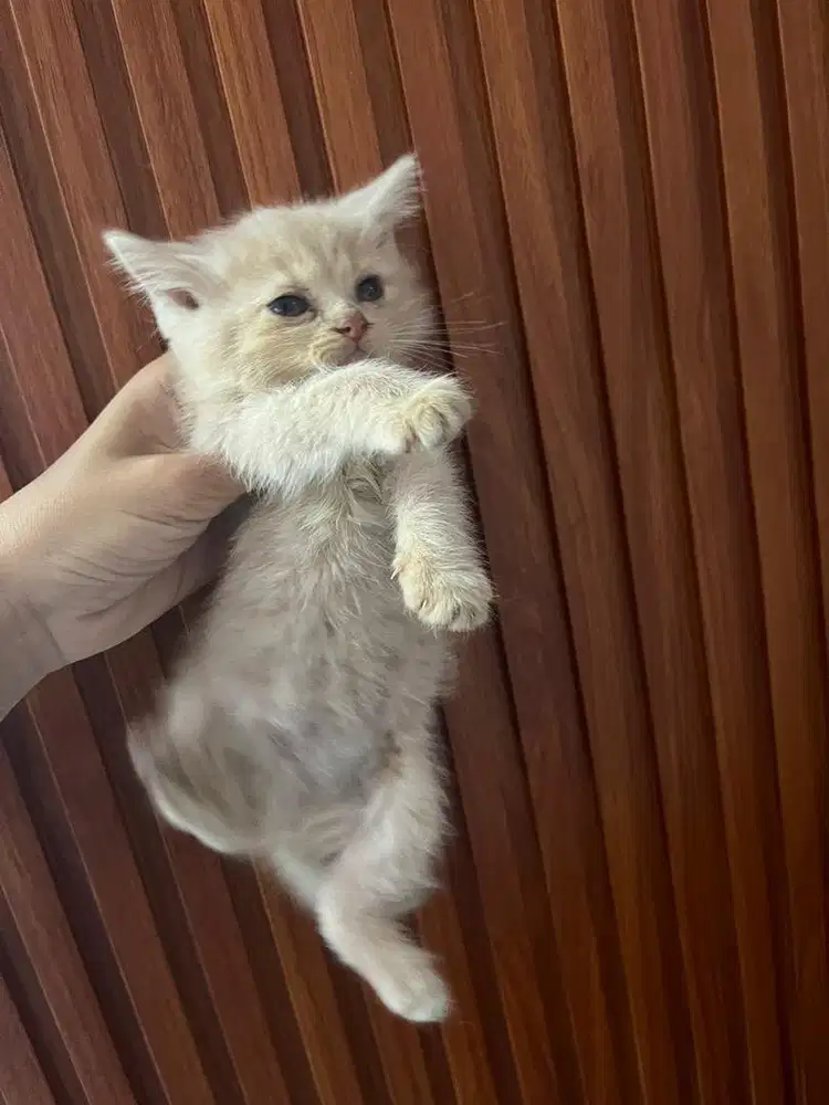 Open Adopsi Kucing Persia harga pelajar