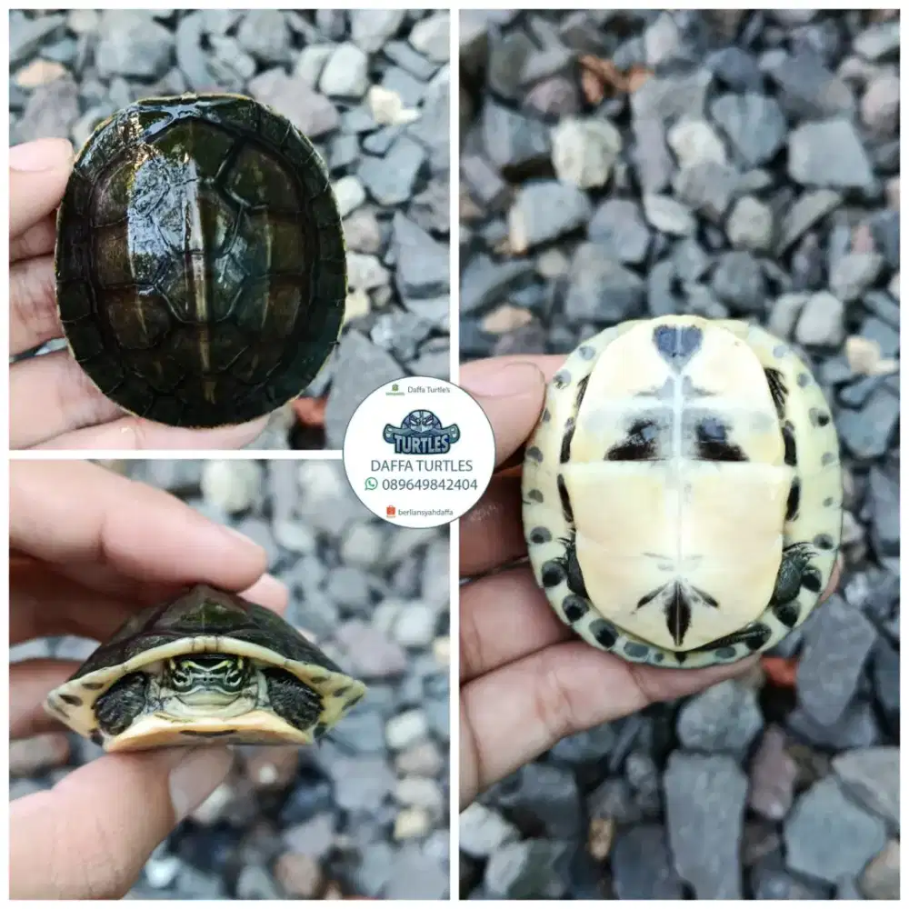 Kura kura ambon batok minus
