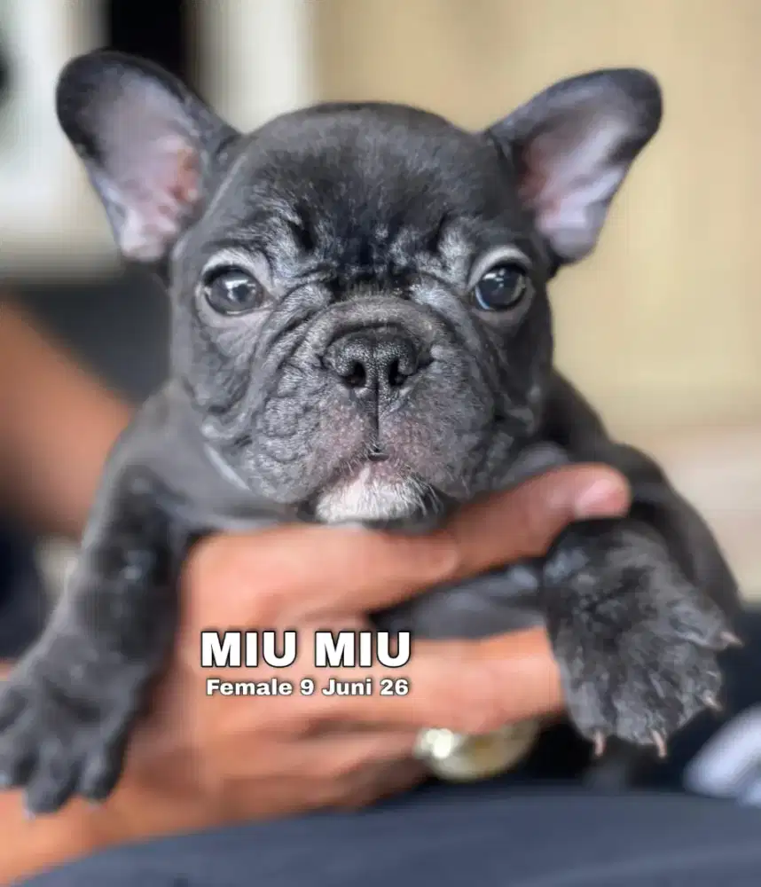 French bulldog brindle betina •MIU MIU•
