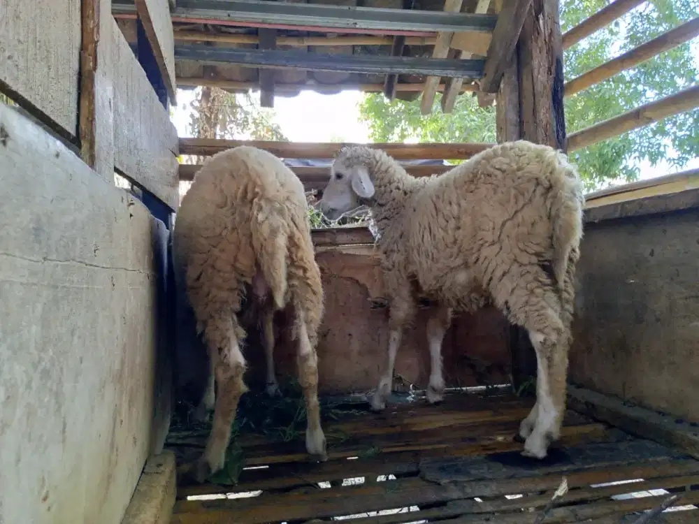 Bakalan domba jantan kembar umur 5 bulan