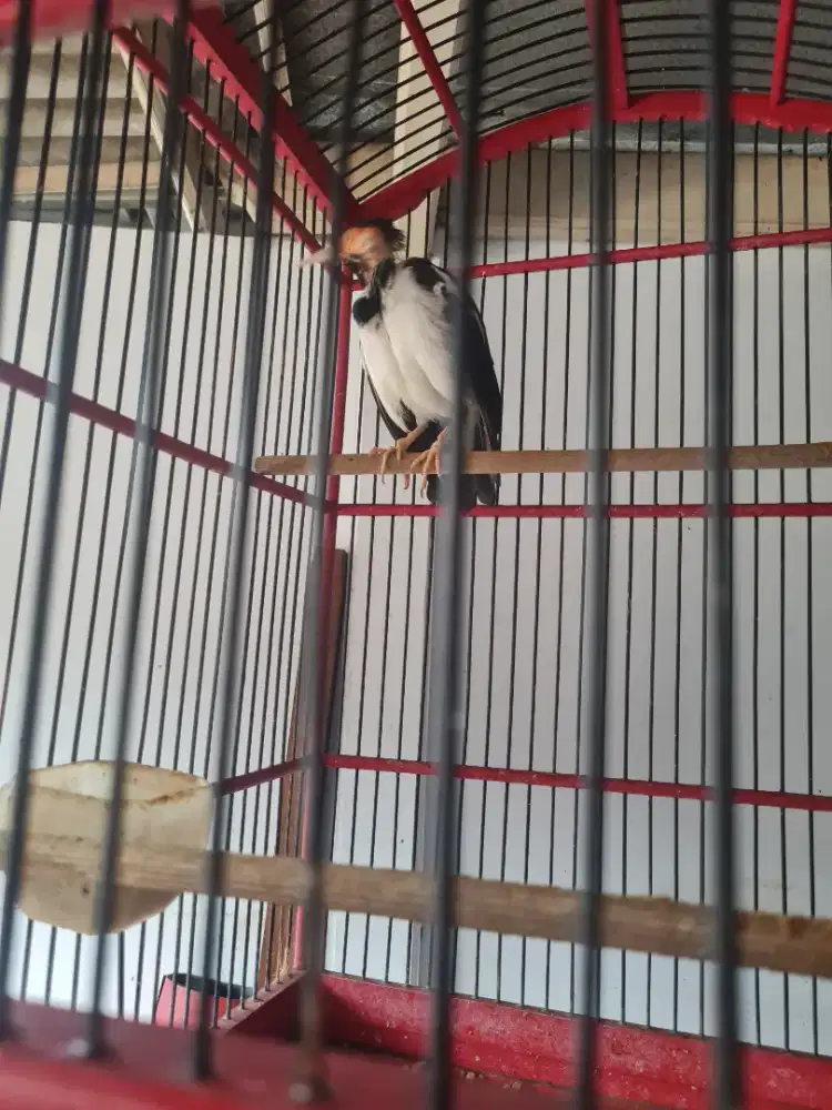 Burung Jalak Suren