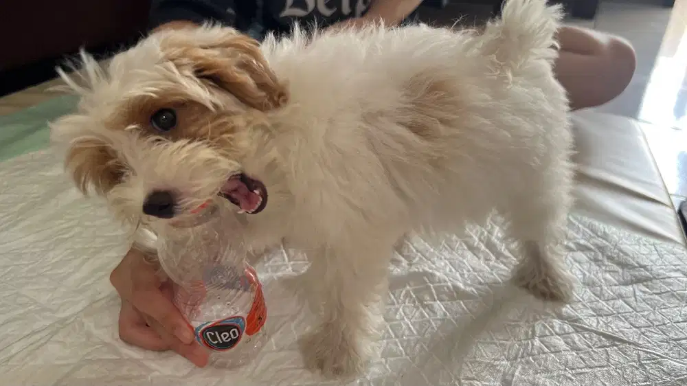 Anjing Maltipoo