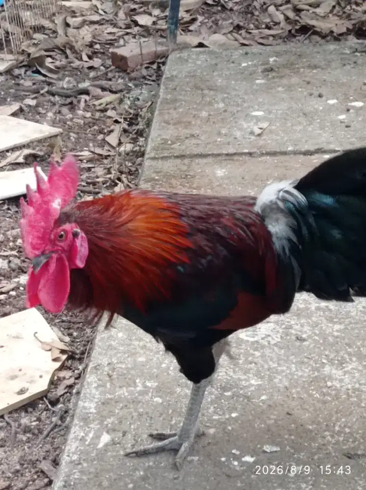 Ayam ketawa jantan