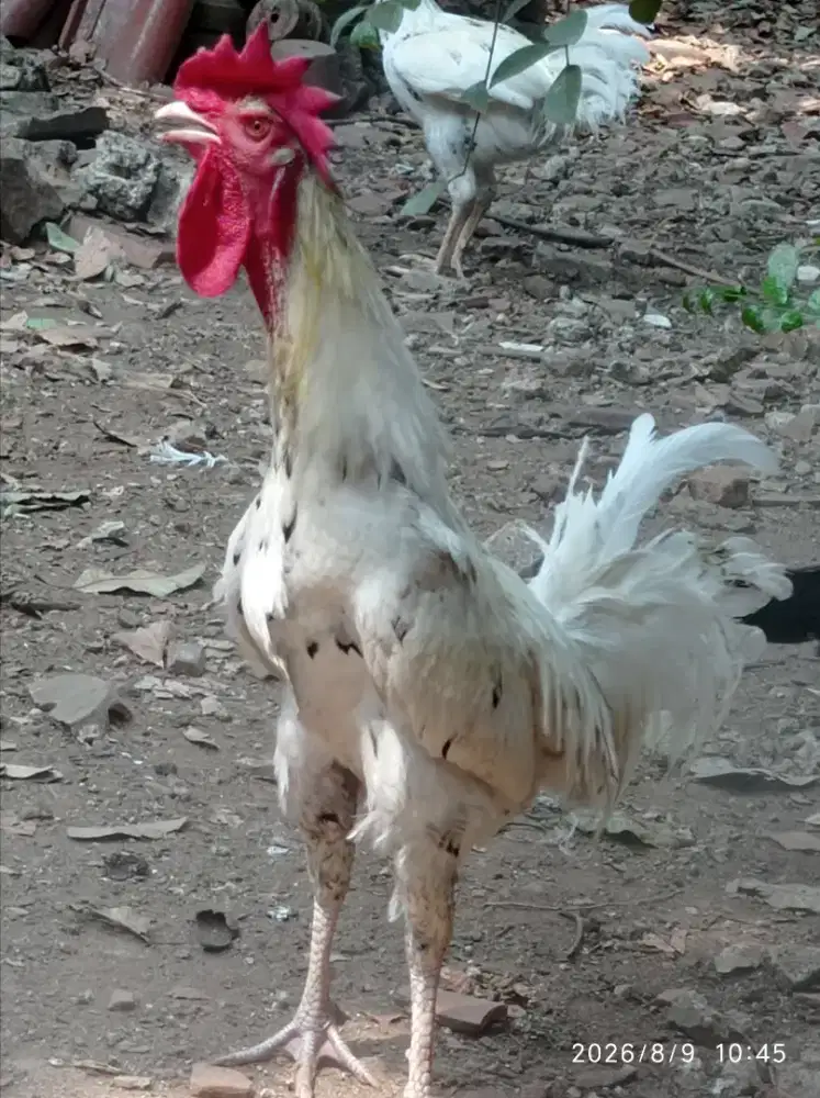 Ayam pelung putih jantan