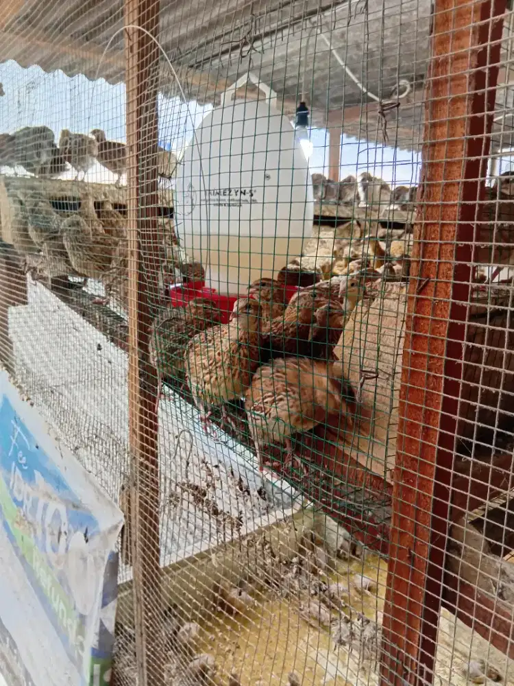 Puyuh produksi telur