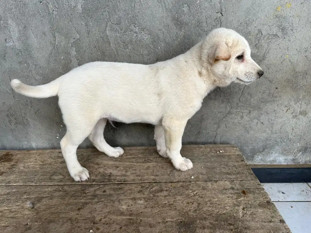 Jual Anak Anjing Kintamani Jantan