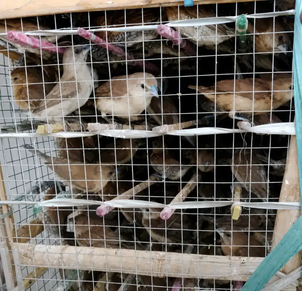 Burung emprit  untuk di lepas ke alam