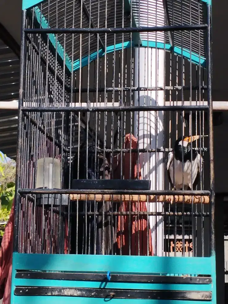 Jalak suren sudah mompa