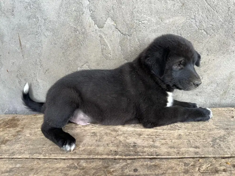 Jual Anak Anjing Kintamani Jantan