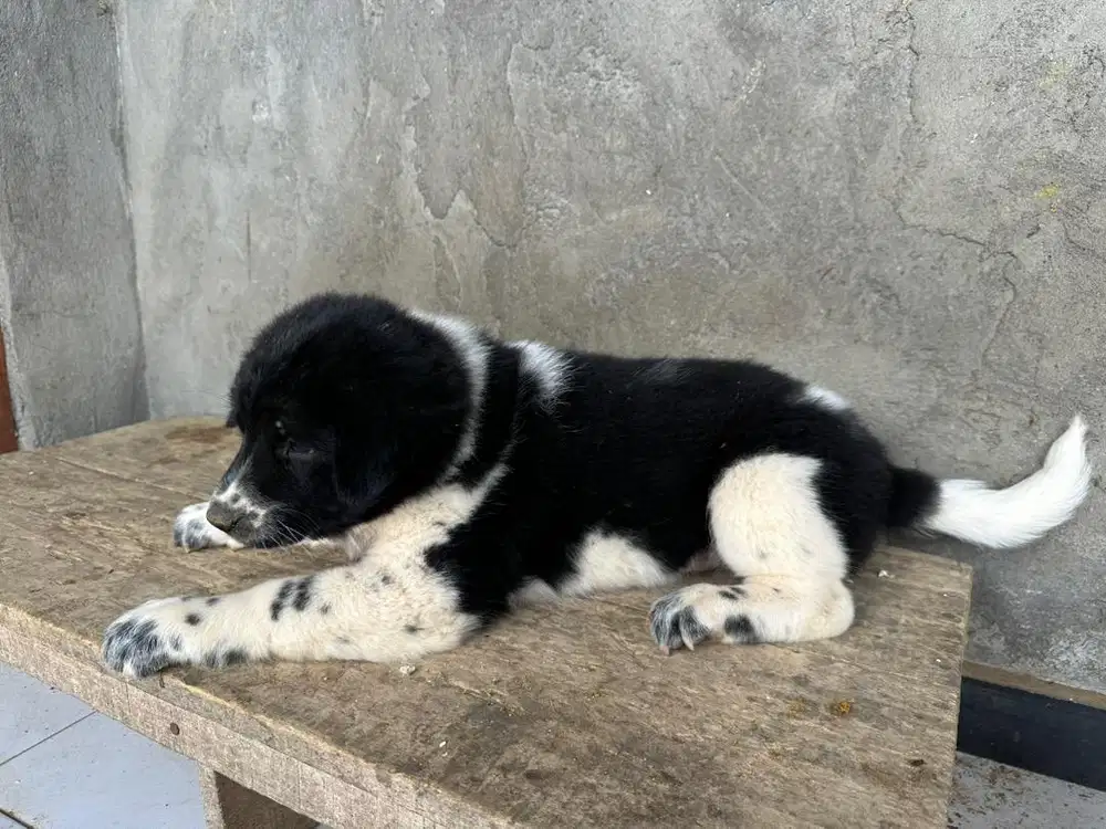 Jual Anak Anjing Kintamani Betina
